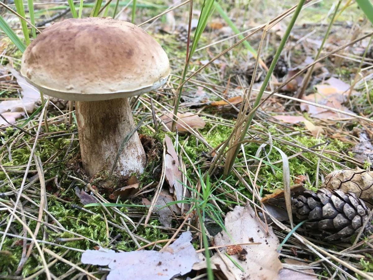 Appartamento Siedlisko Besiekiery Esterno foto